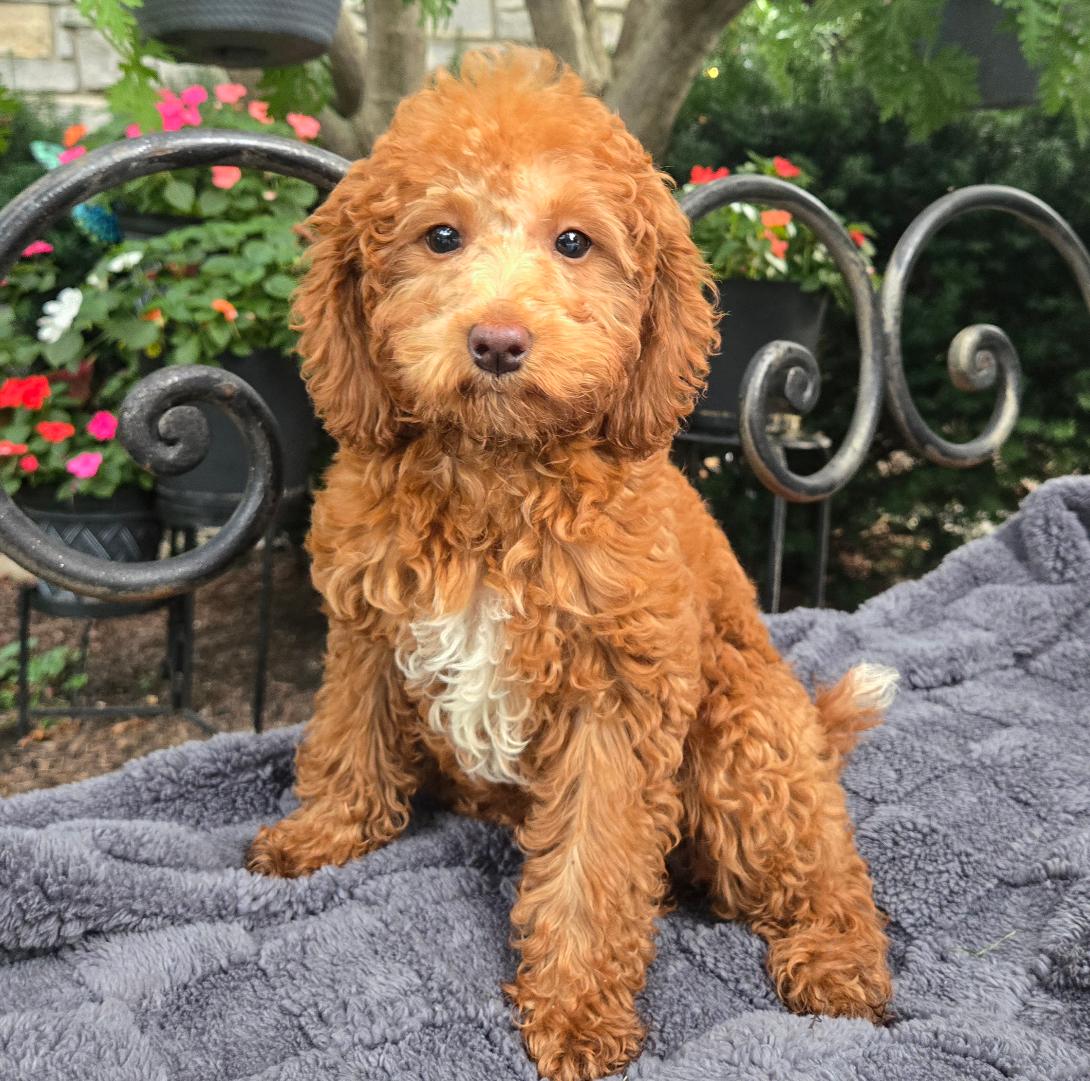 Curly brown puppy with a white chest sits on a gray blanket in a garden setting with flowers and iron garden furniture behind it.