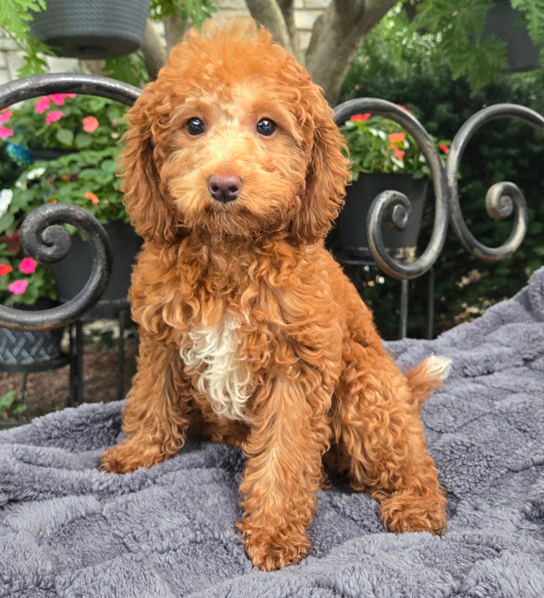 Young apricot doodle puppy sitting on a soft gray blanket outdoors with greenery behind a railing.
