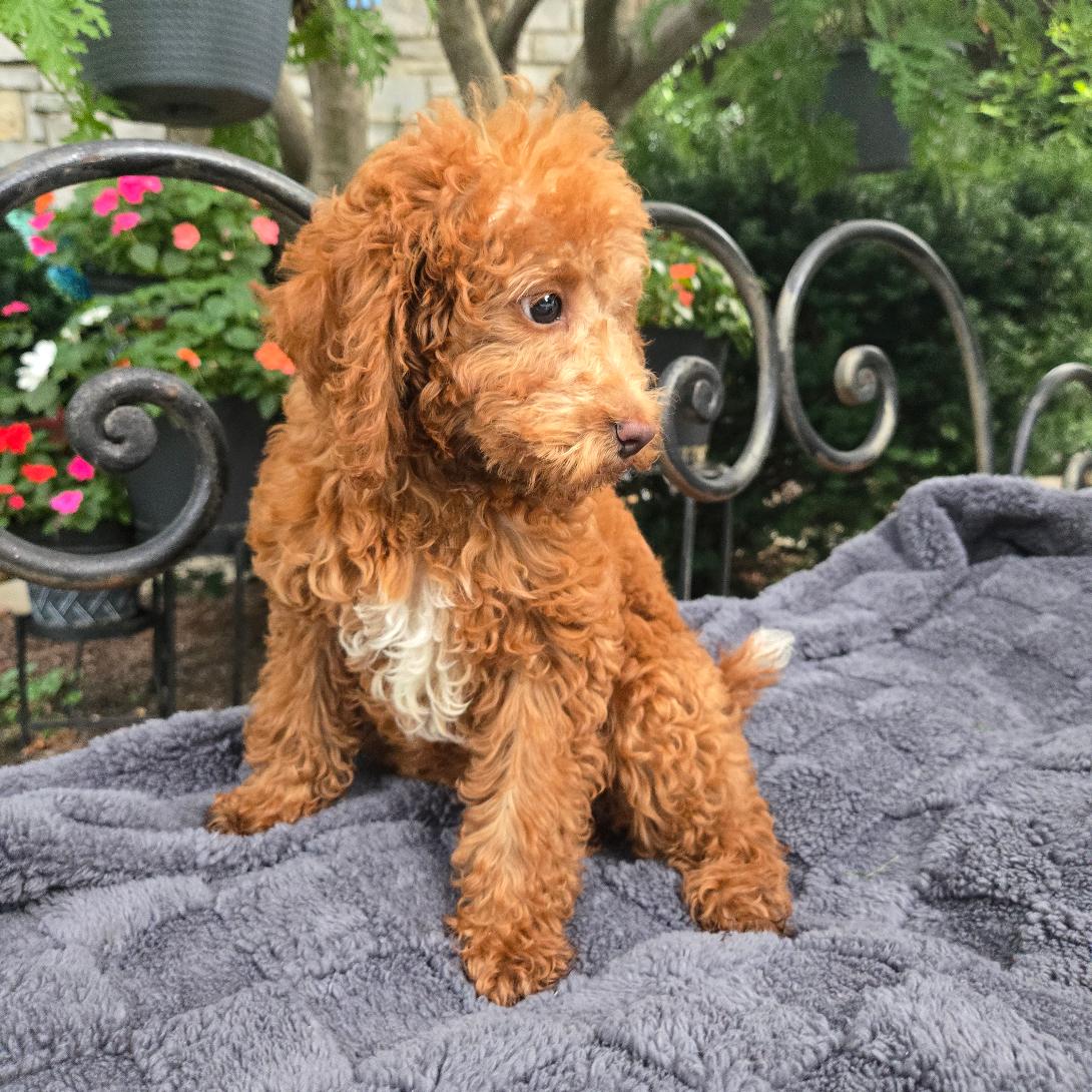 Young brown curly-haired puppy sitting on a gray fuzzy blanket outdoors with colorful flowers and decorative black metal railing in the background.