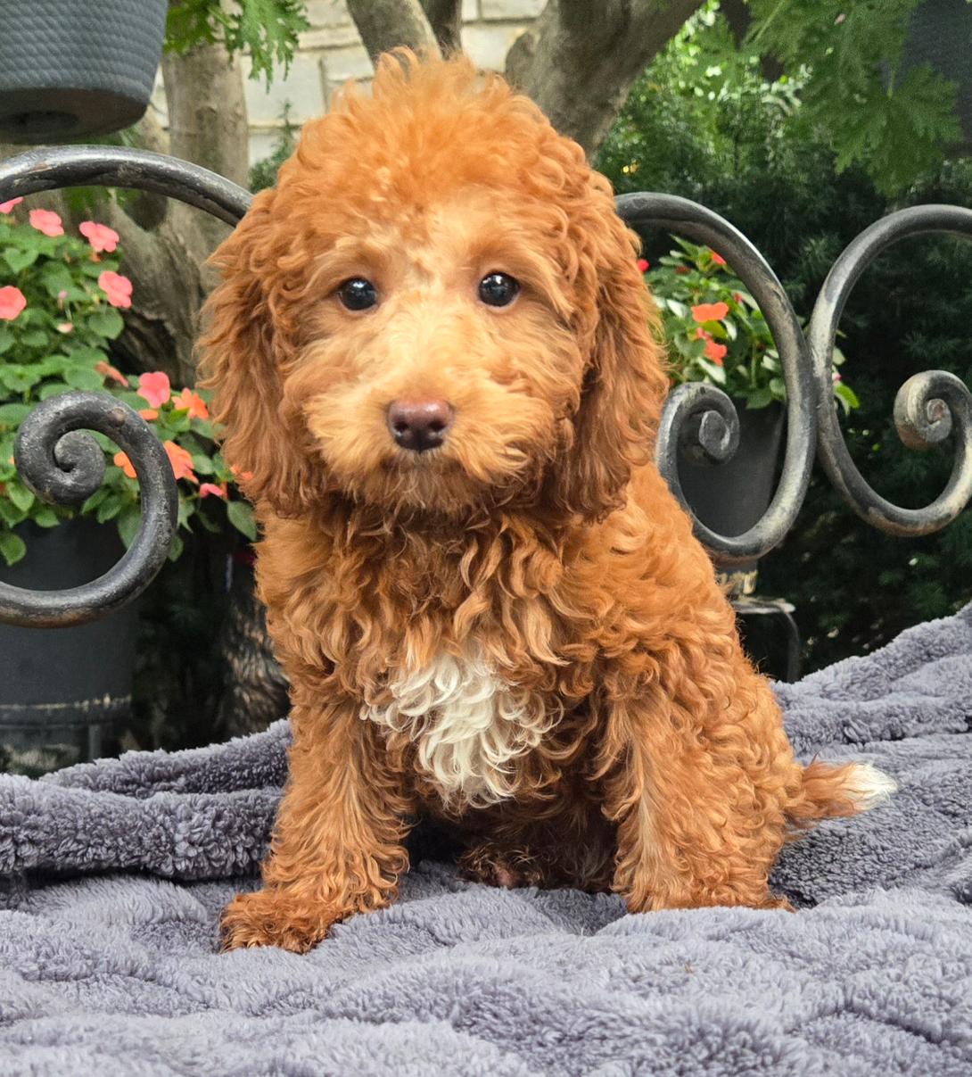 Curly brown puppy with a white chest sits on a soft gray blanket in a garden with flowers and iron railing behind it.