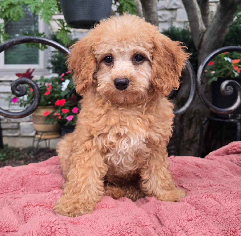 Young apricot poodle puppy sits on a pink blanket with a garden background.