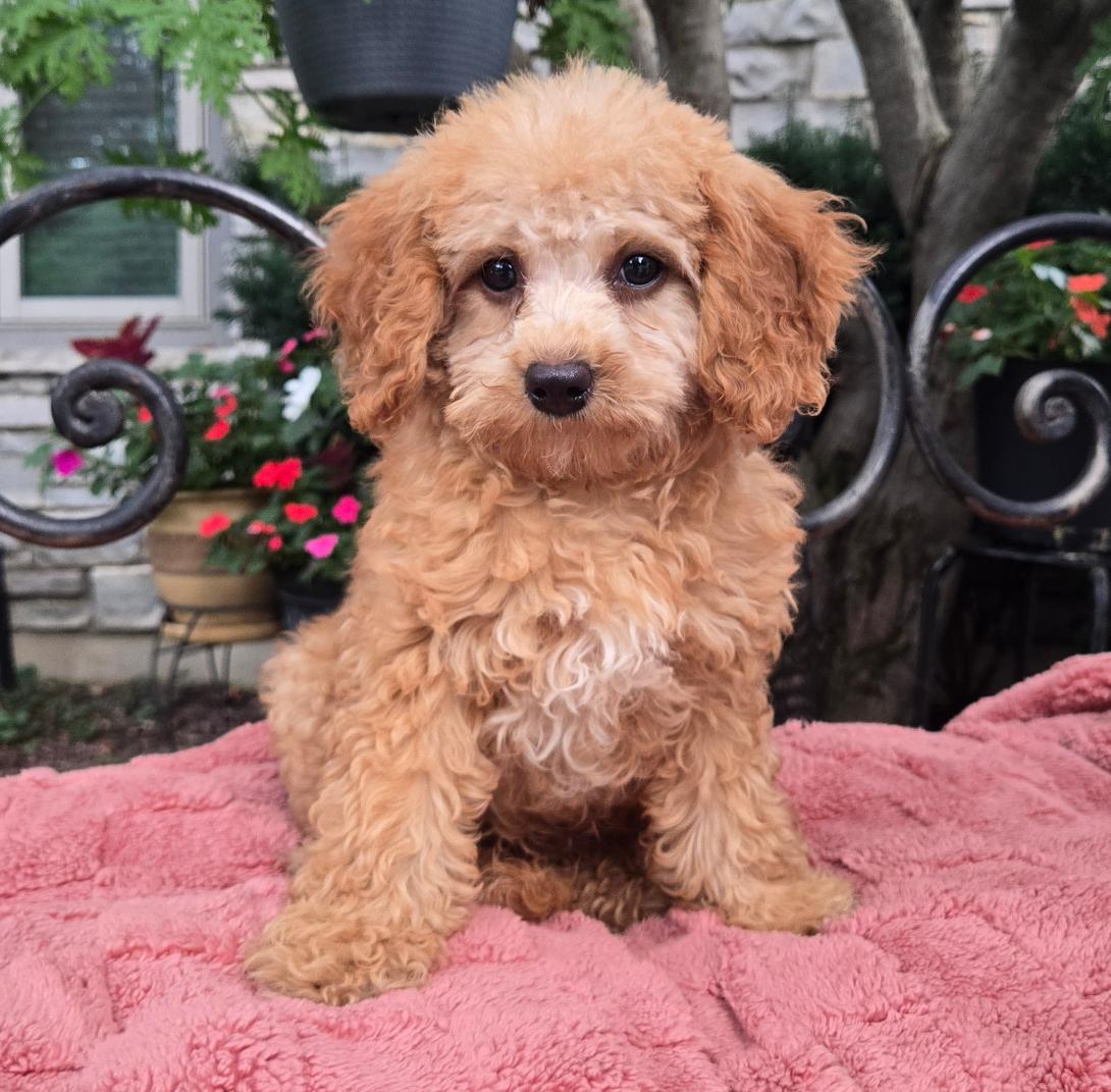 Young apricot poodle puppy sits on a pink blanket with a garden background.