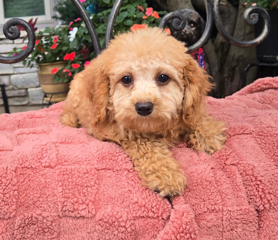 Golden-colored puppy resting on a pink fluffy blanket outdoors, with flowers behind.