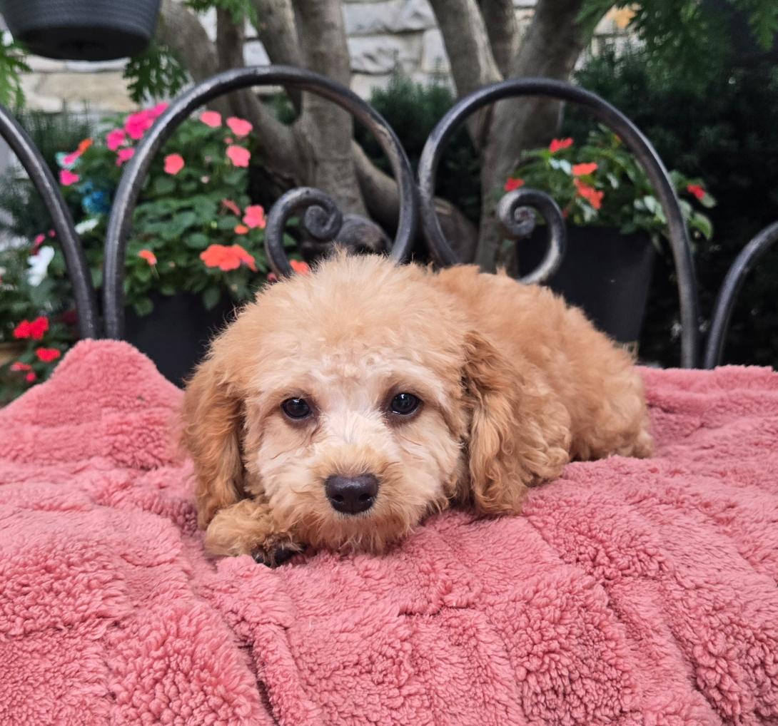 Cute curly-haired puppy lying on a pink blanket outdoors, looking at the camera with dark eyes.