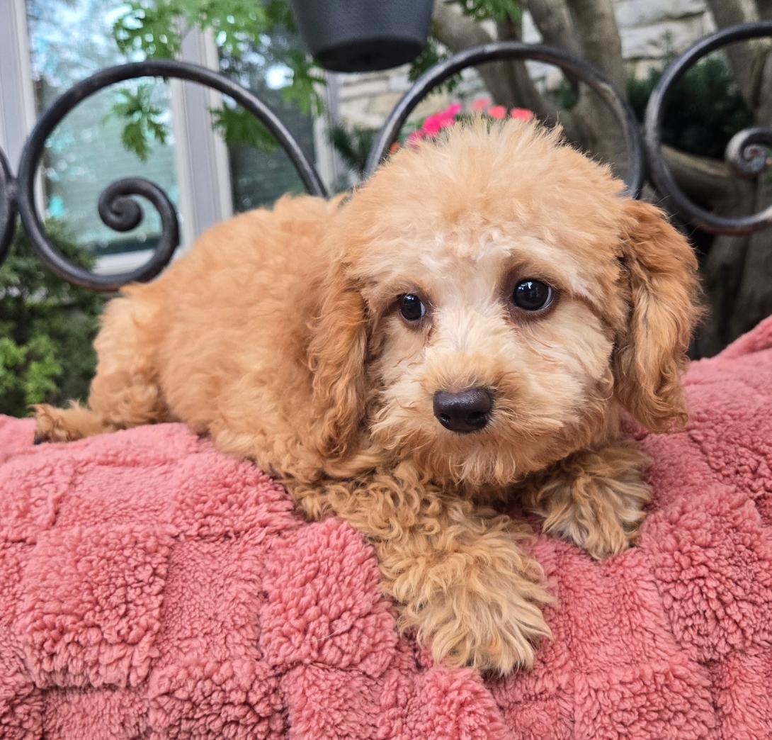 Fluffy puppy lying on a pink blanket outside, gazing at the camera with big dark eyes.