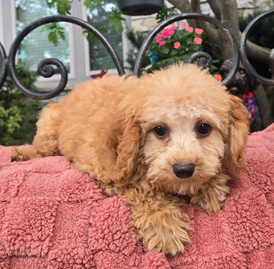 Golden retriever puppy with fluffy light brown fur lying on a pink blanket outdoors, looking at the camera with big dark eyes.