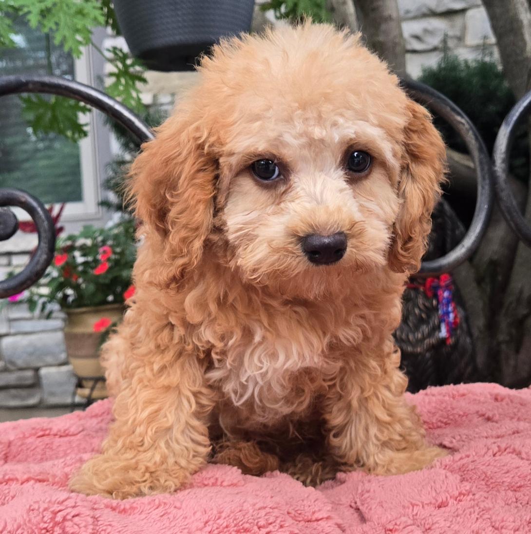 Close-up of a small fluffy apricot puppy with dark eyes on a pink blanket outdoors in a garden setting.