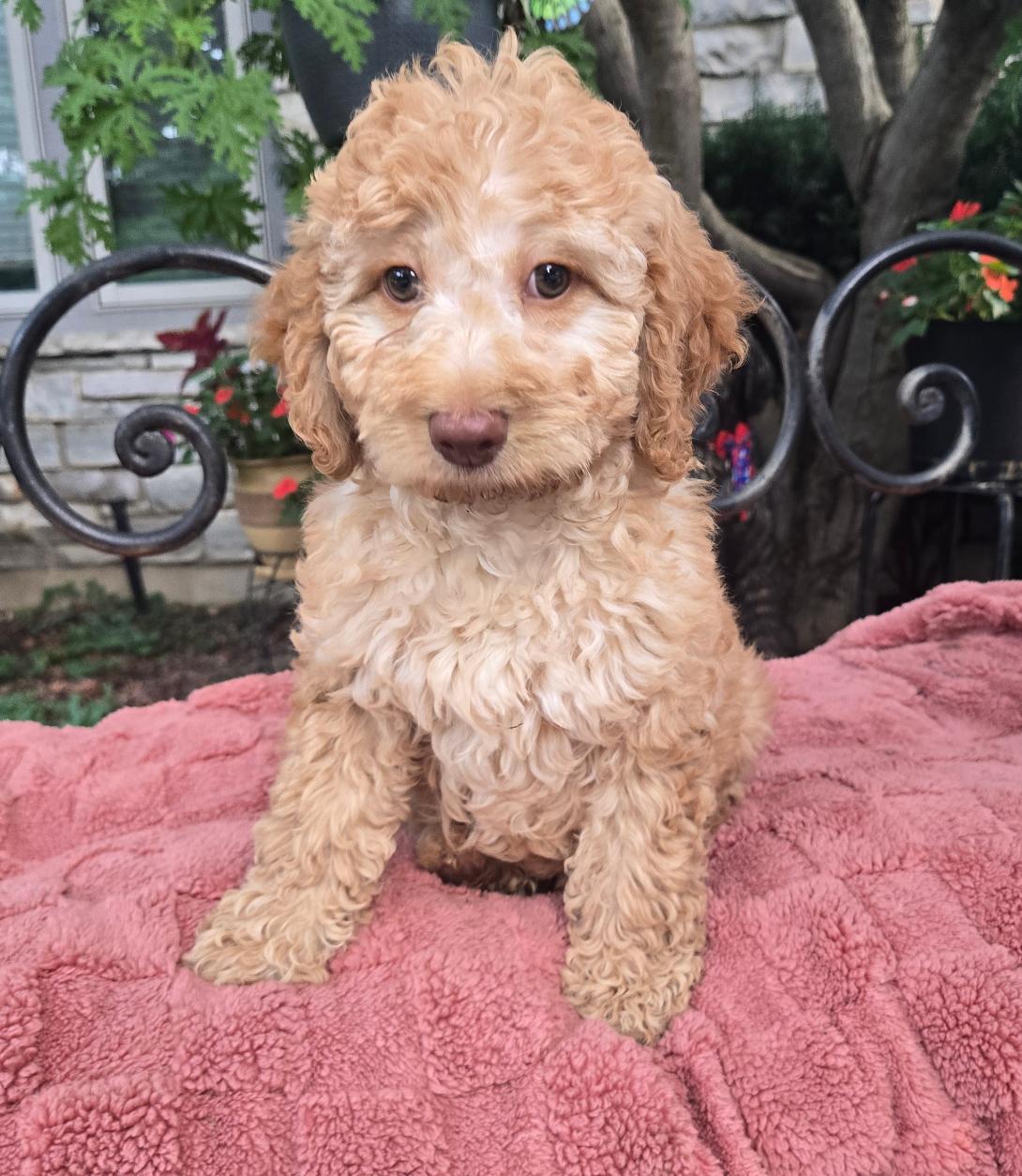 Cute curly-haired puppy sitting on a pink blanket outdoors, looking at the camera in a garden setting.