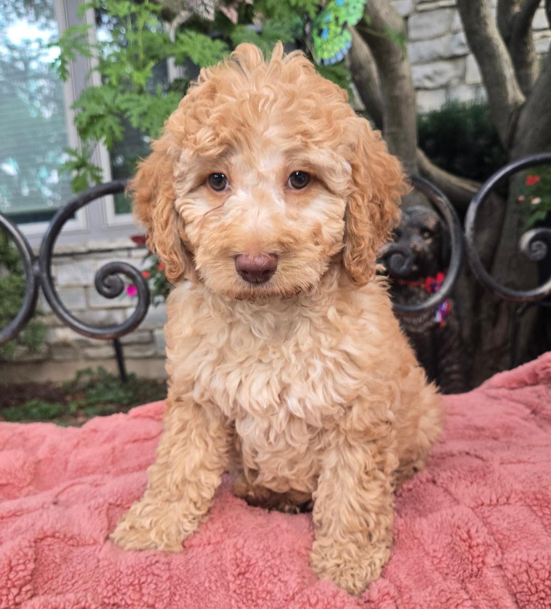 Young curly-coated gold/tan puppy sitting on a pink blanket outdoors, with a darker dog in the background.
