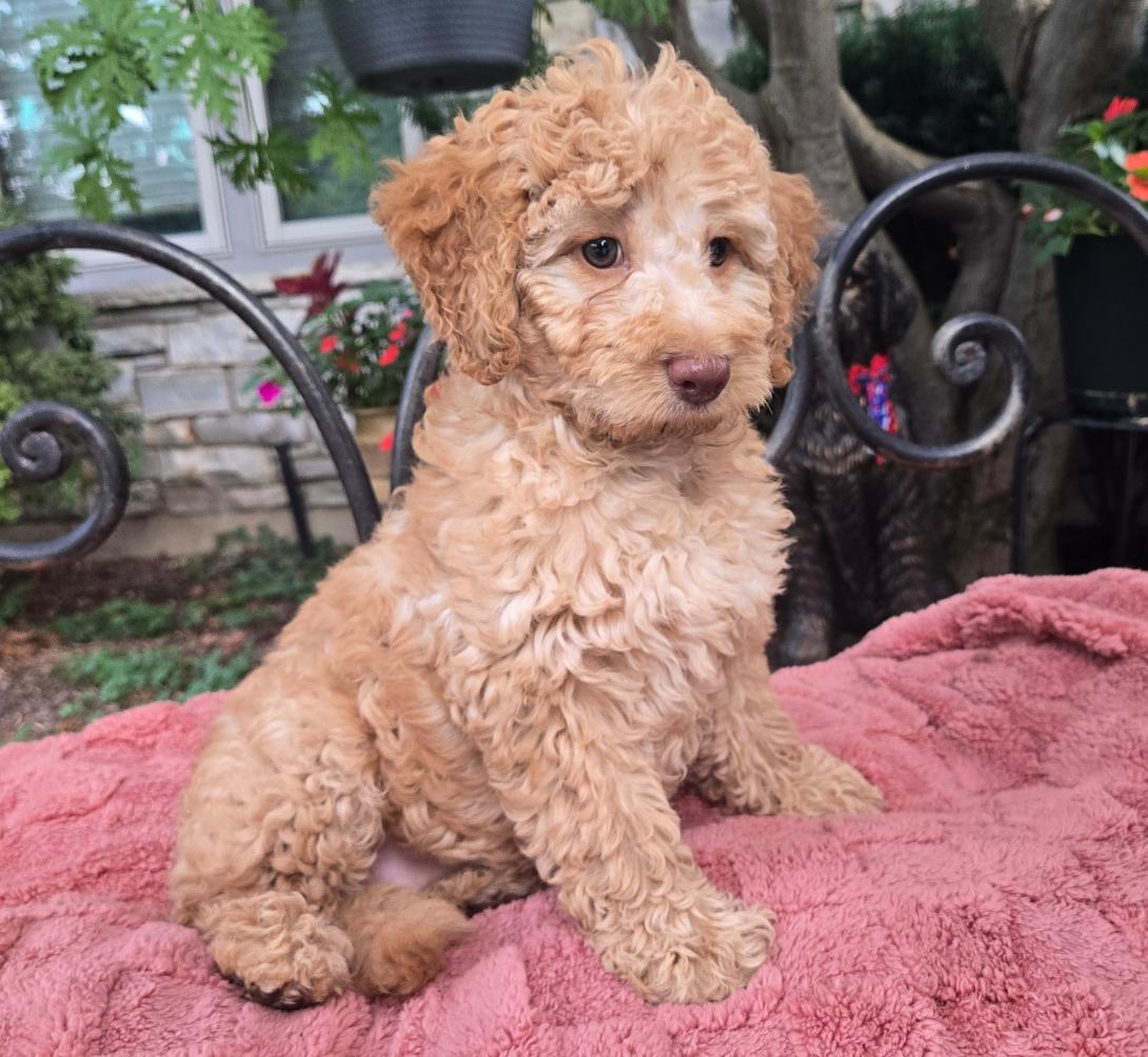 Curly cream-colored puppy sitting on a pink blanket outdoors, looking at the camera.