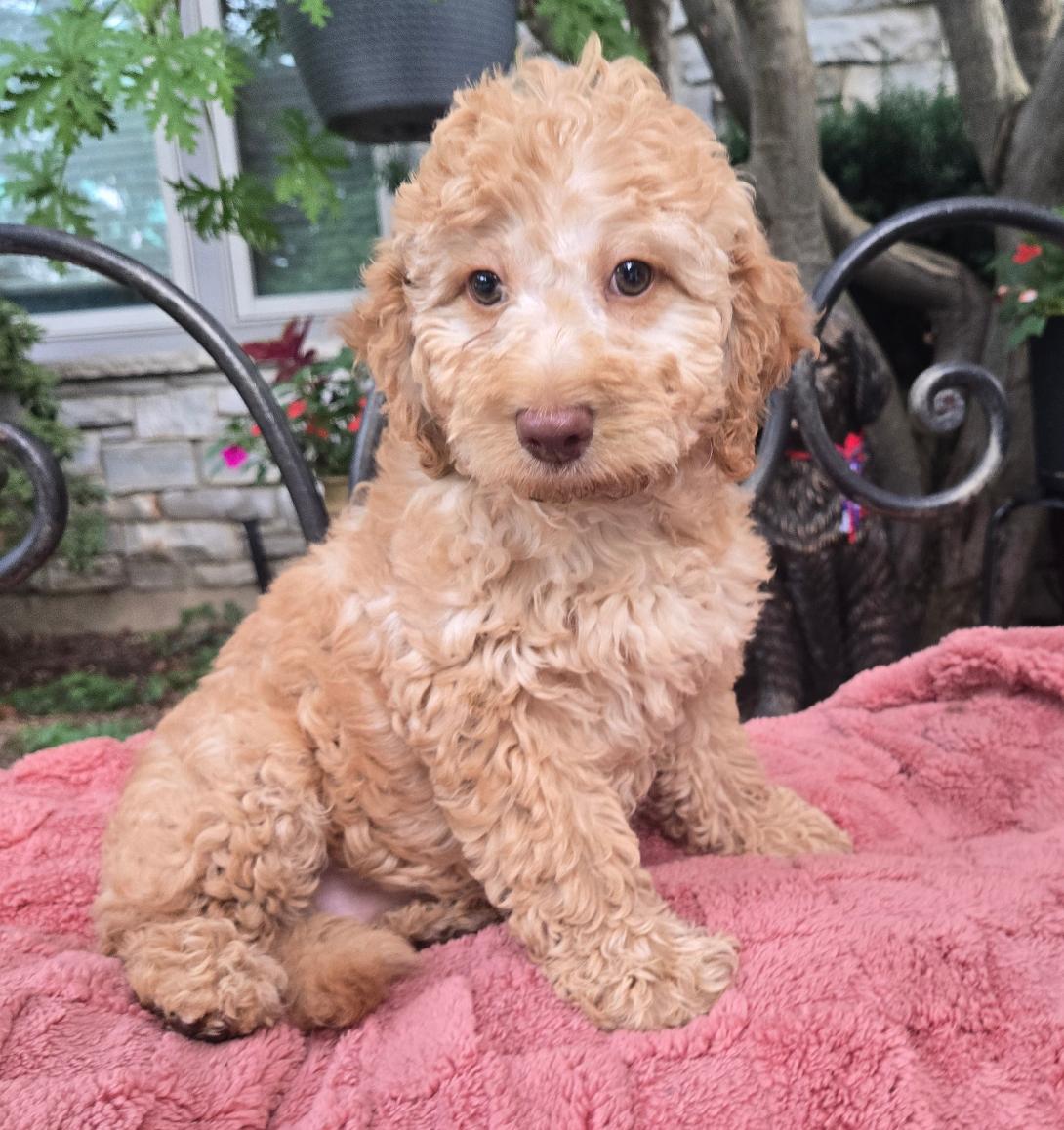 Curly light brown puppy sitting on a pink blanket outdoors, looking at the camera.