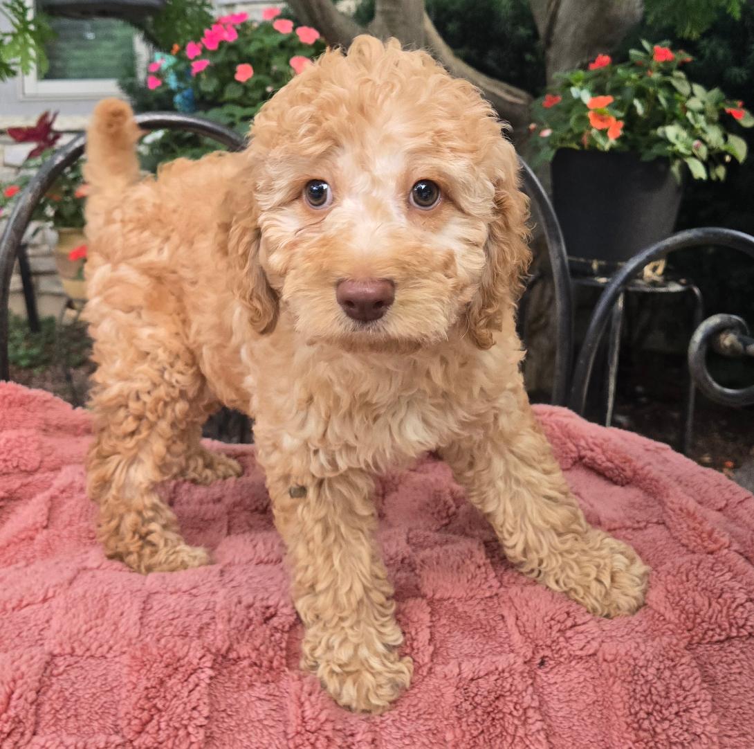 Young curly-haired cream-colored puppy standing on a pink towel outdoors, with flowers in the background.