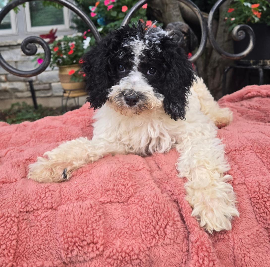 Black and white fluffy puppy lying on a pink blanket outdoors, facing the camera.