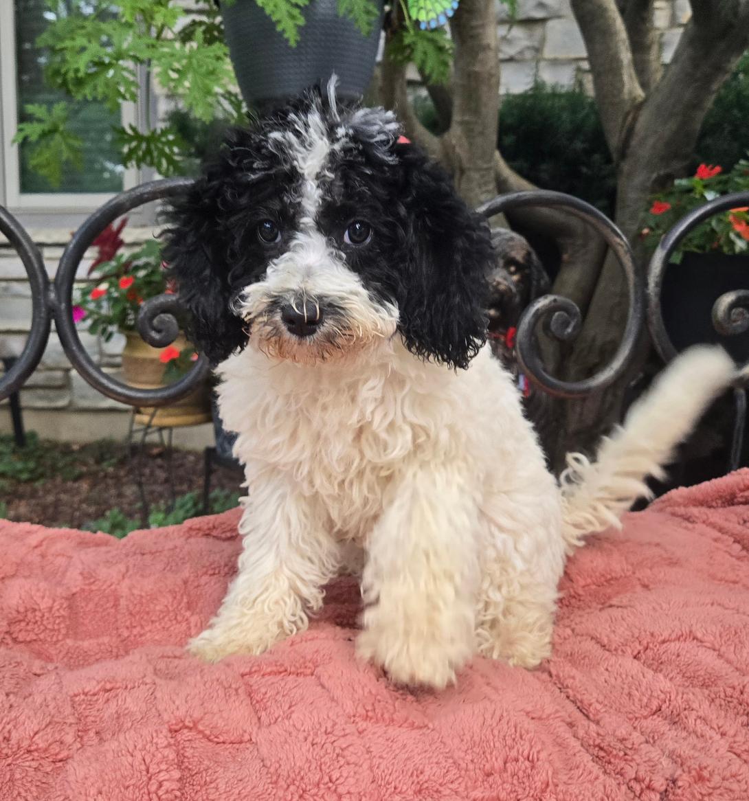 Fluffy black-and-white puppy sitting on a pink blanket outdoors with a wrought-iron fence behind.