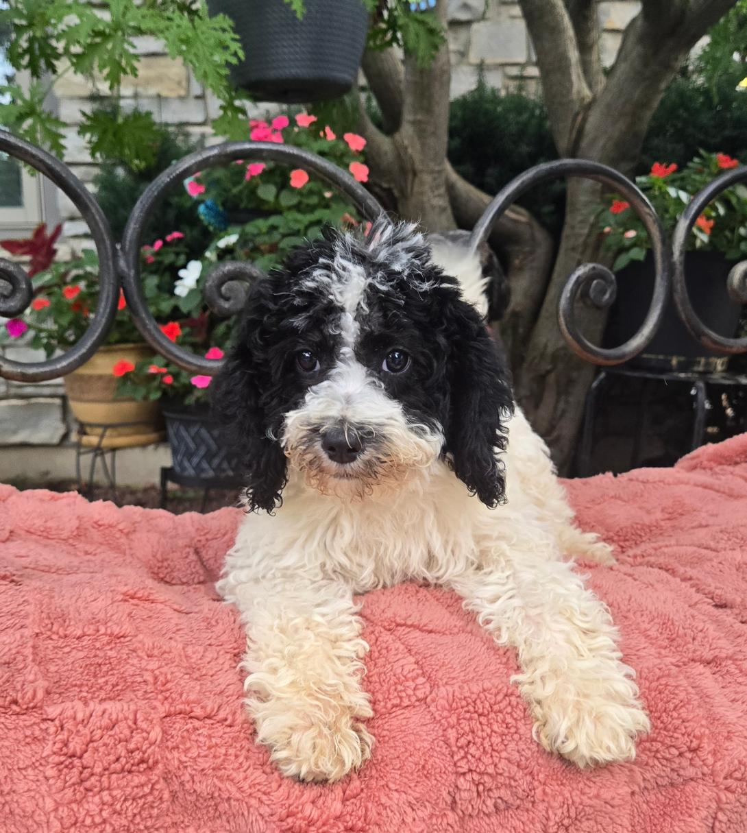 Fluffy black-and-white puppy lying on a pink blanket outdoors with colorful flowers in the background.