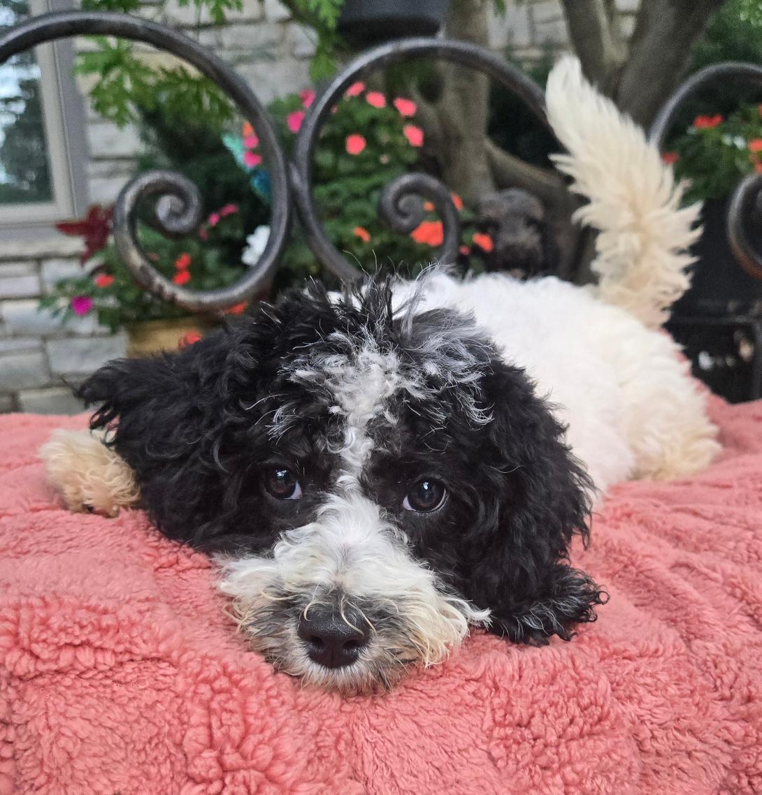 Black-and-white fluffy puppy lying on a pink blanket outdoors, looking at the camera.