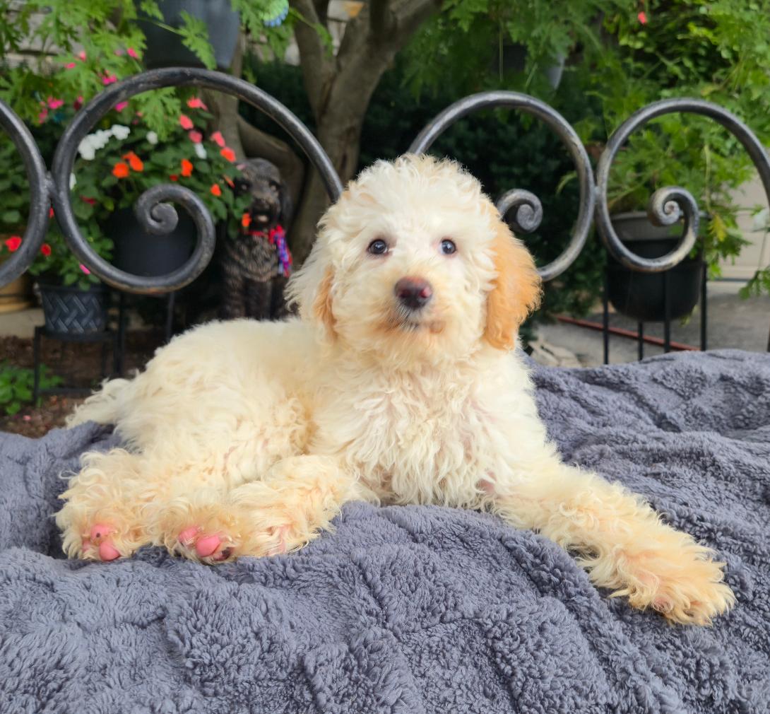Cream-colored fluffy puppy lounging on a gray blanket outdoors with potted plants in the background.