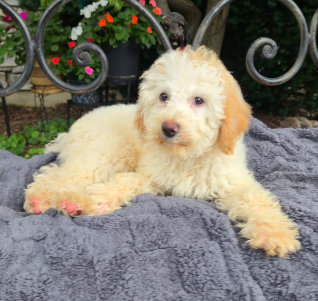 Cream-colored fluffy puppy lying on a gray blanket outdoors with flowers in the background.