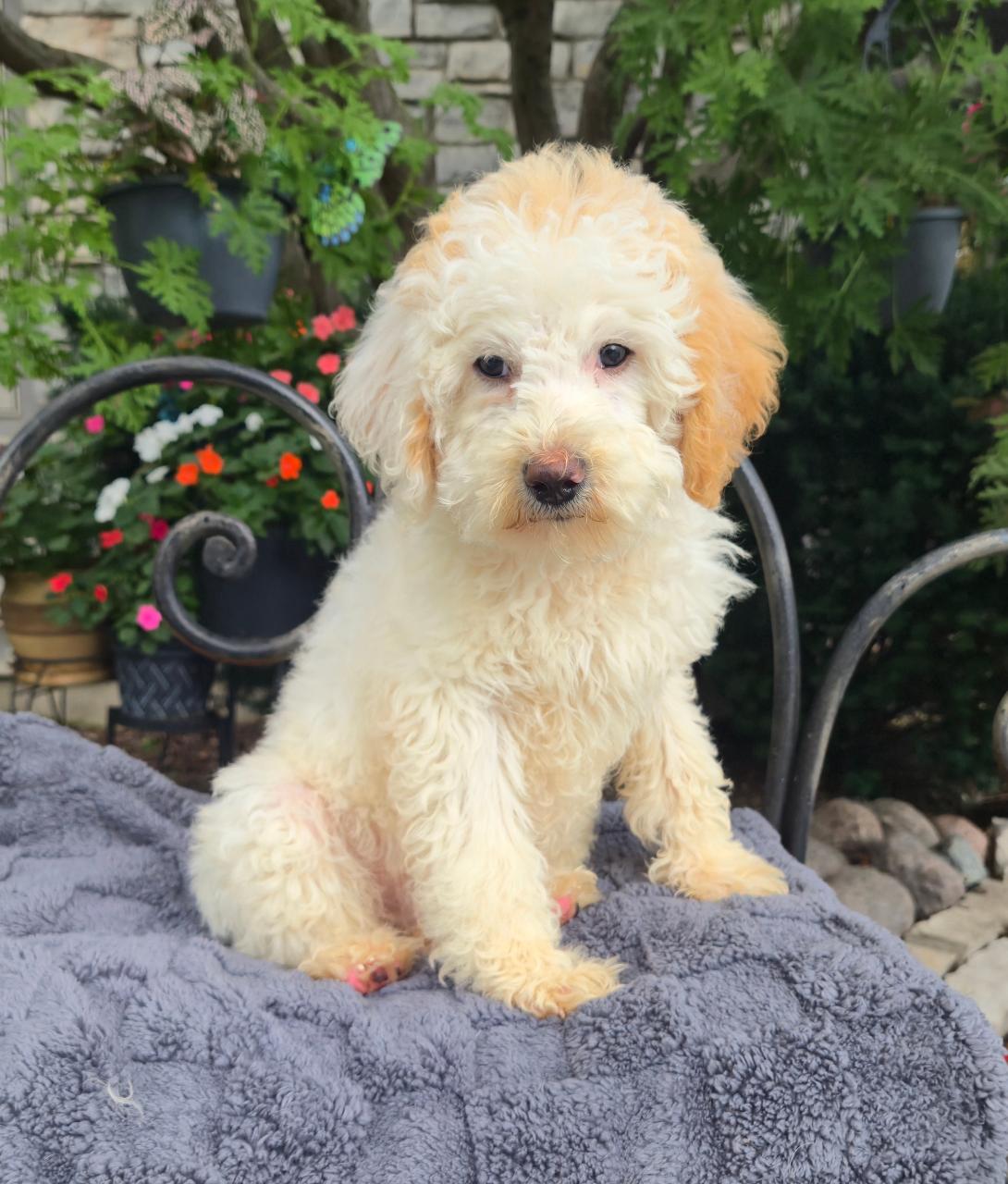 Fluffy cream-colored puppy sitting on a gray blanket outdoors with greenery and flowers in the background.