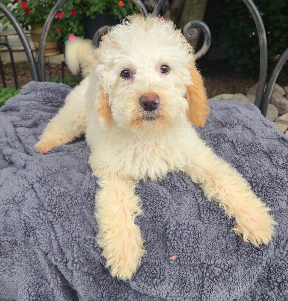 Cream-colored fluffy puppy with big dark eyes lying on a gray blanket outdoors.