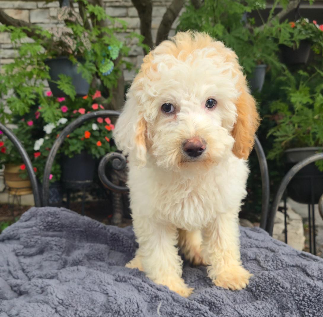 Fluffy cream-colored puppy standing on a gray blanket outdoors, with green plants and colorful flowers in the background.