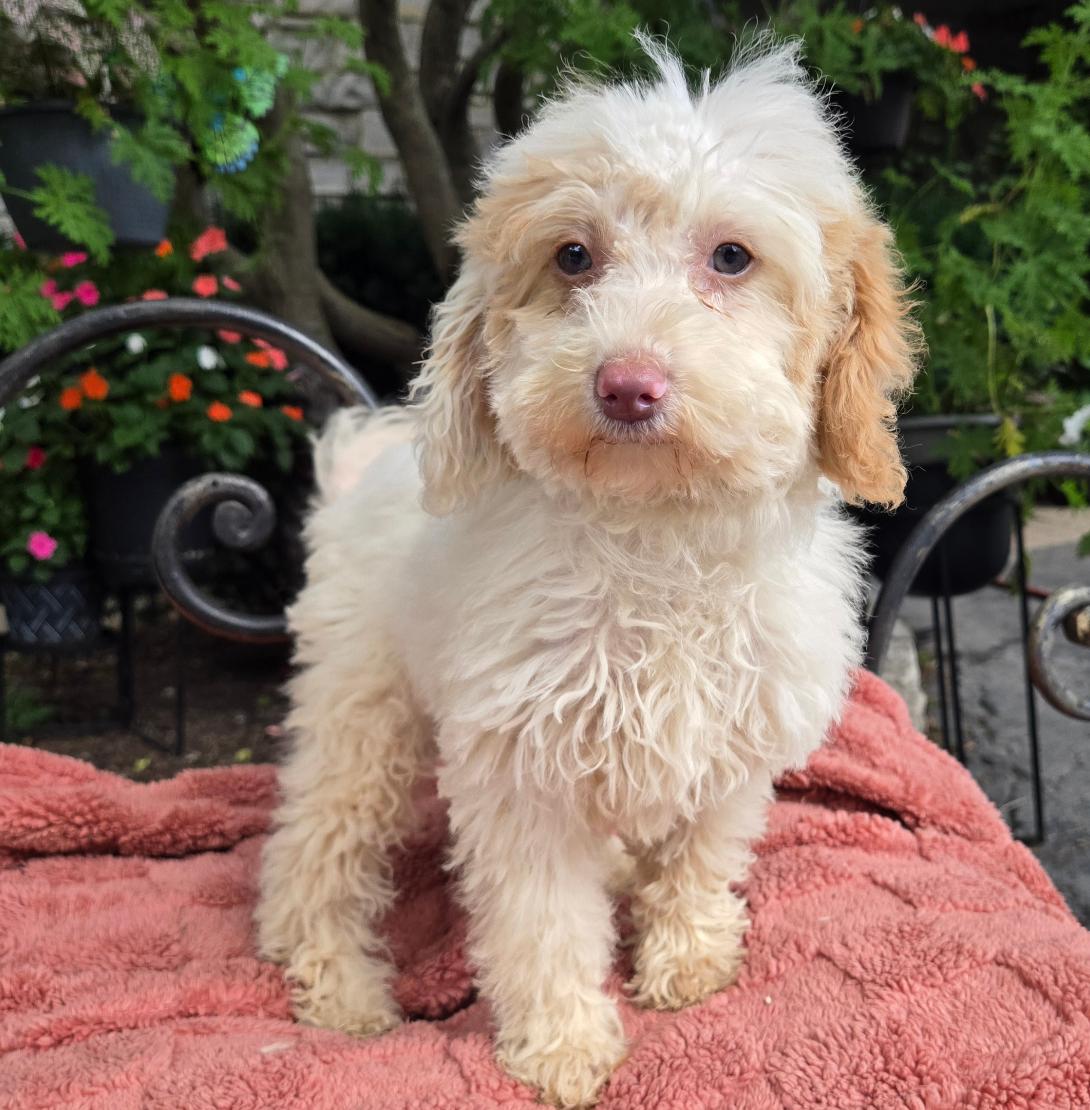Cream-colored fluffy puppy sitting on a pink blanket outdoors, looking at the camera with a garden backdrop.