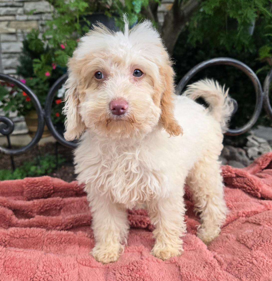 Cute fluffy beige puppy standing on a pink blanket outdoors with a garden background.
