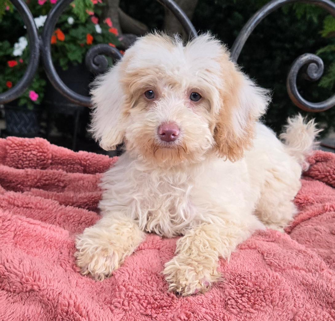 Cream-colored puppy with fluffy fur lying on a pink blanket outdoors.