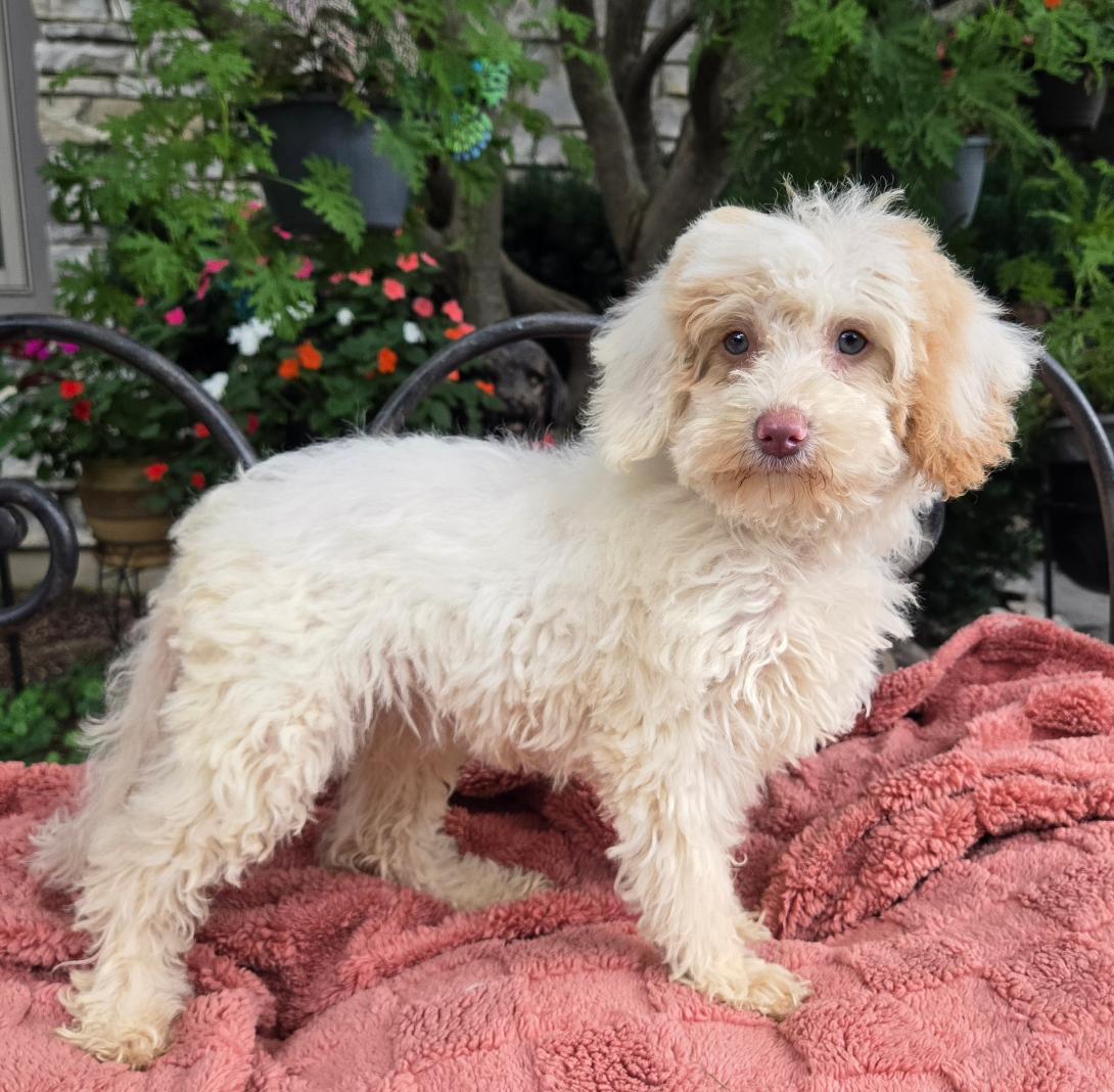 Fluffy cream-colored puppy standing on a pink blanket outdoors with greenery in the background.
