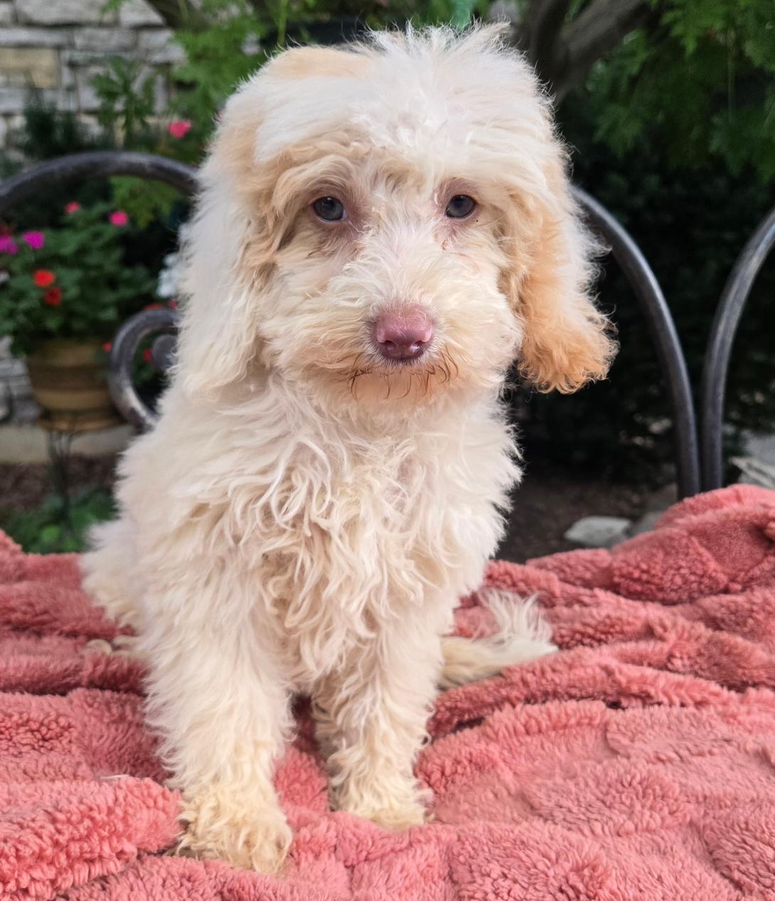 Fluffy cream-colored puppy sitting on a pink blanket outdoors, looking at the camera