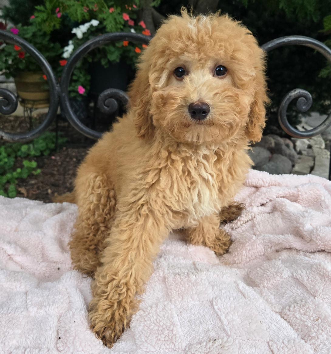 Fluffy golden-brown puppy sitting on a light pink blanket outdoors, looking at the camera with dark eyes.