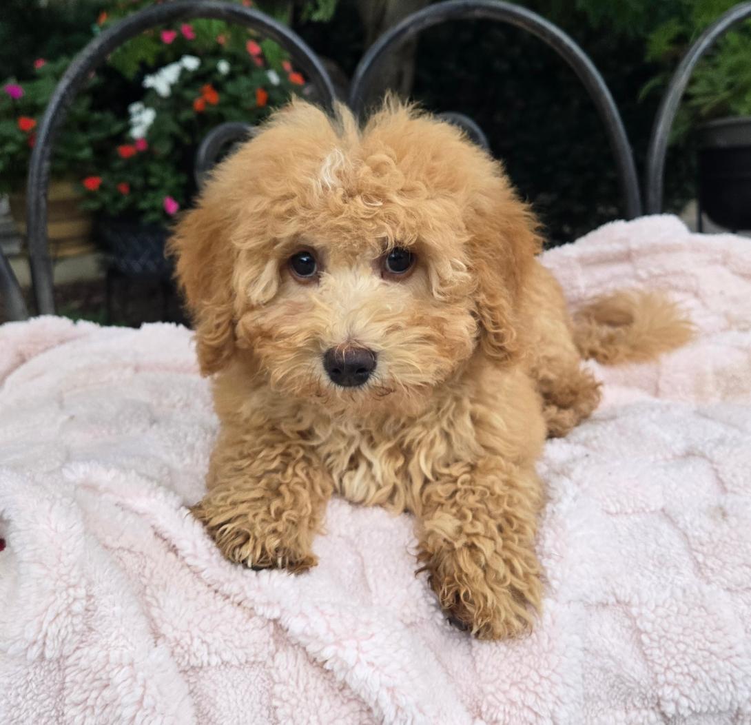 Fluffy apricot poodle-like puppy lying on a soft pink blanket outdoors.