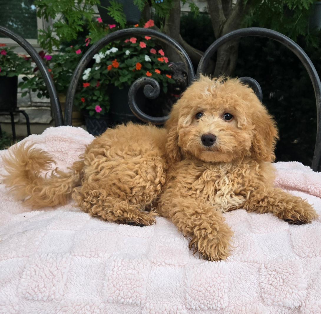 Fluffy apricot puppy lounging on a pink blanket outdoors, with a metal bench and colorful flowers in the background.