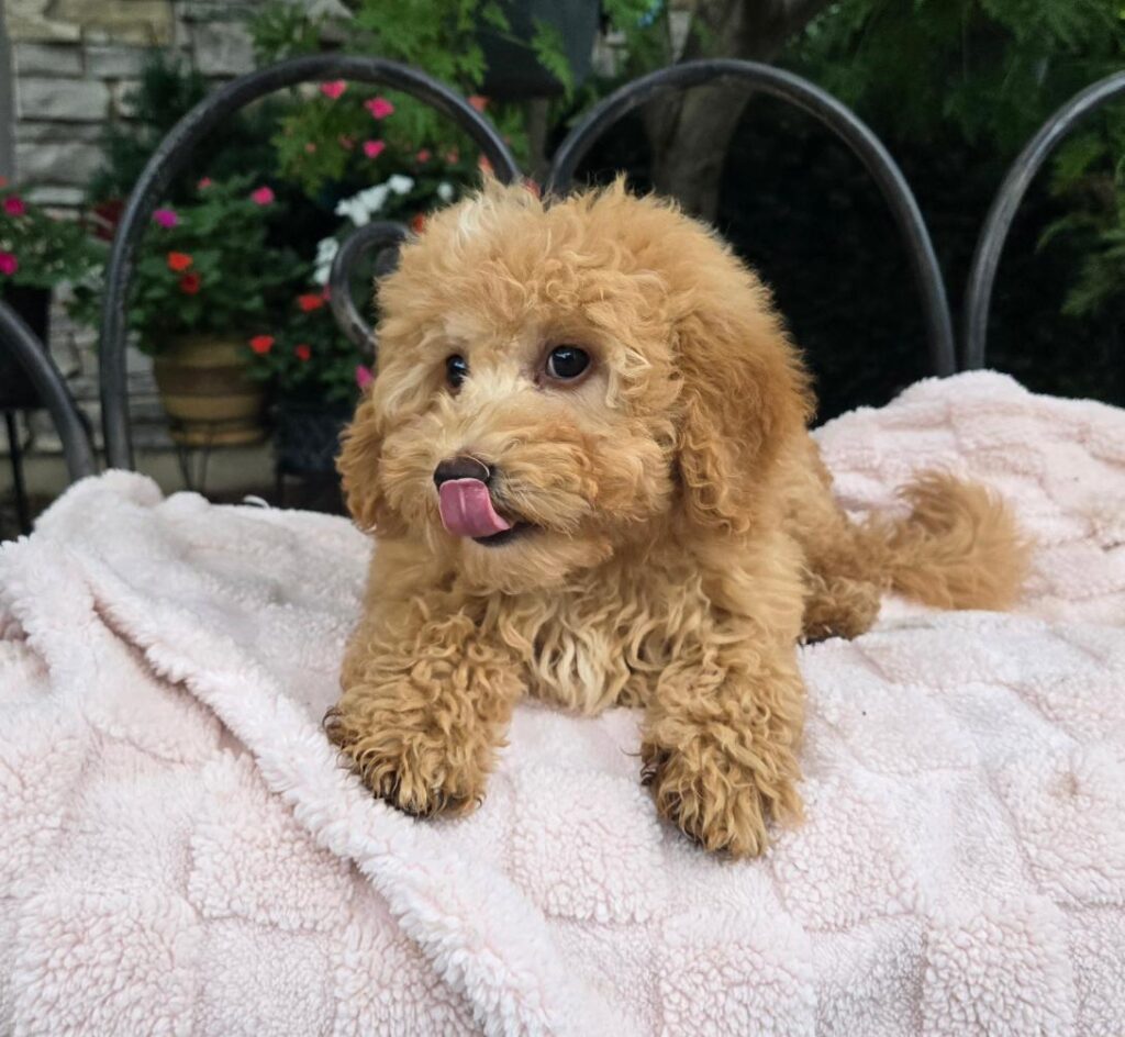 Fluffy golden-brown puppy with curly fur on a pink blanket outdoors, tongue licking lips.