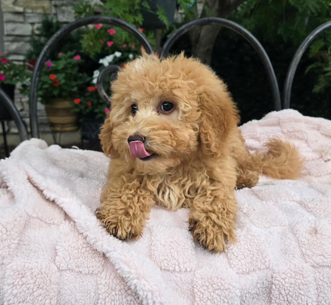 Fluffy golden-brown puppy with curly fur on a pink blanket outdoors, tongue licking lips.