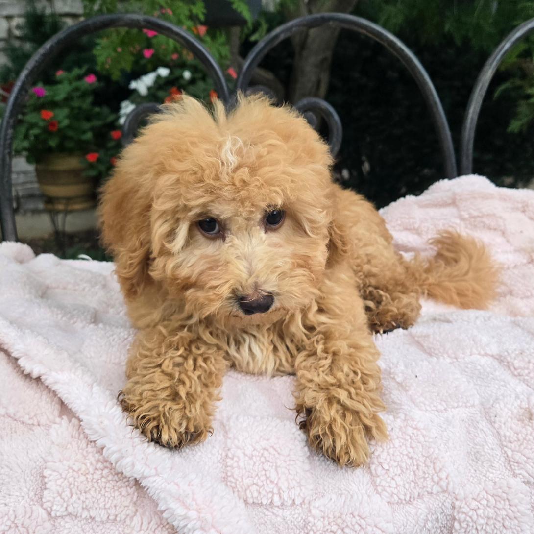 Fluffy light-brown puppy lying on a soft pink blanket outdoors, looking at the camera with big dark eyes.