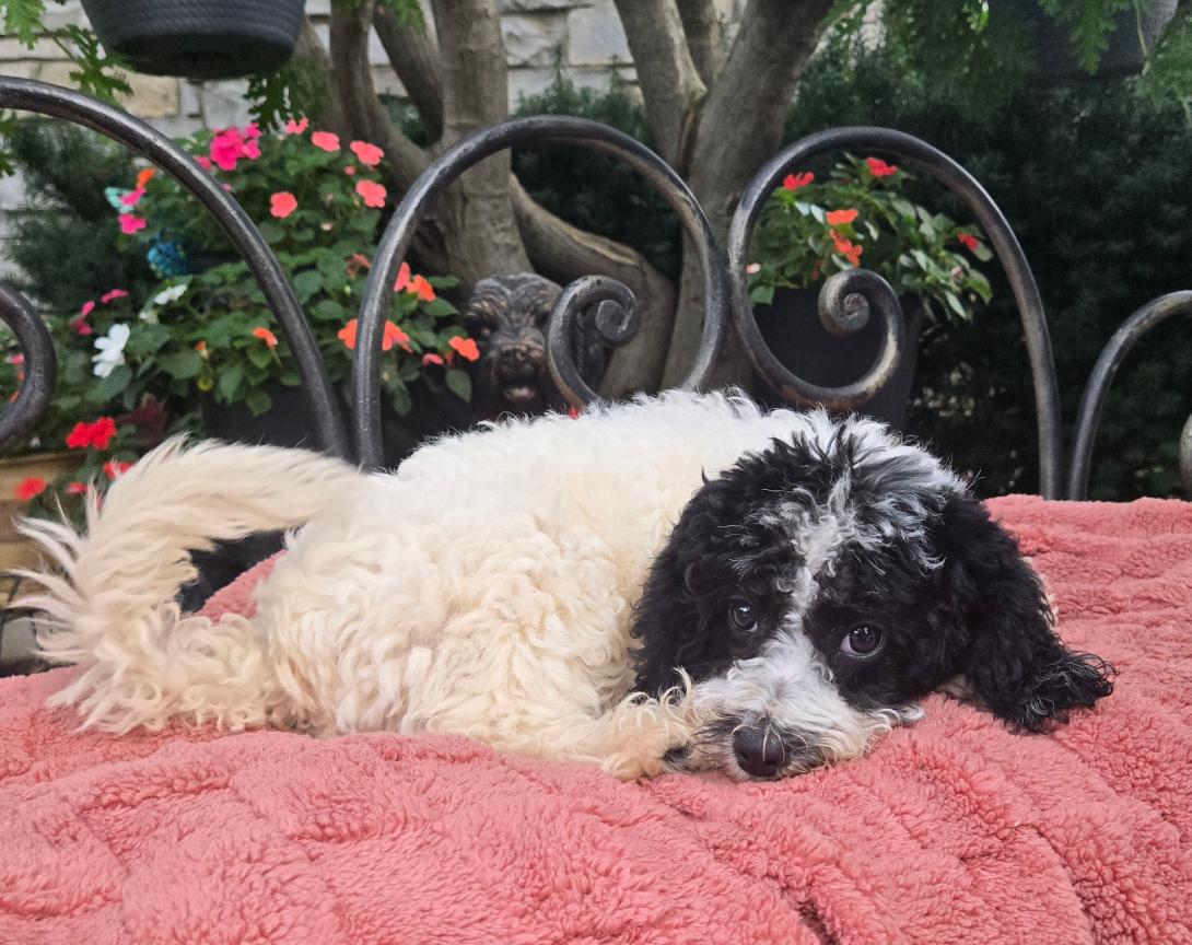 Fluffy black-and-white dog lying on a pink blanket outdoors with a decorative iron fence and flowers in the background, resting its head on the blanket.