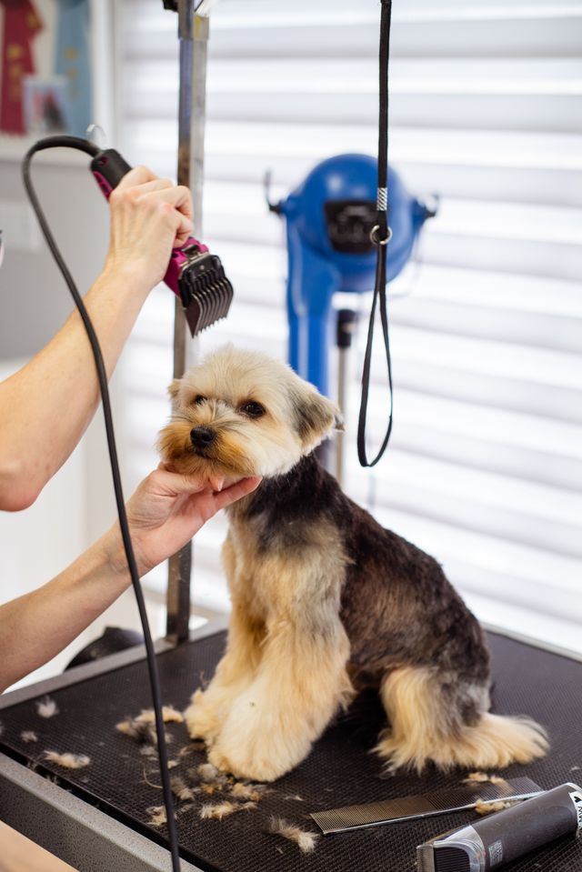 Small fluffy dog on a grooming table while a person trims its fur with pink electric clippers near its face.
